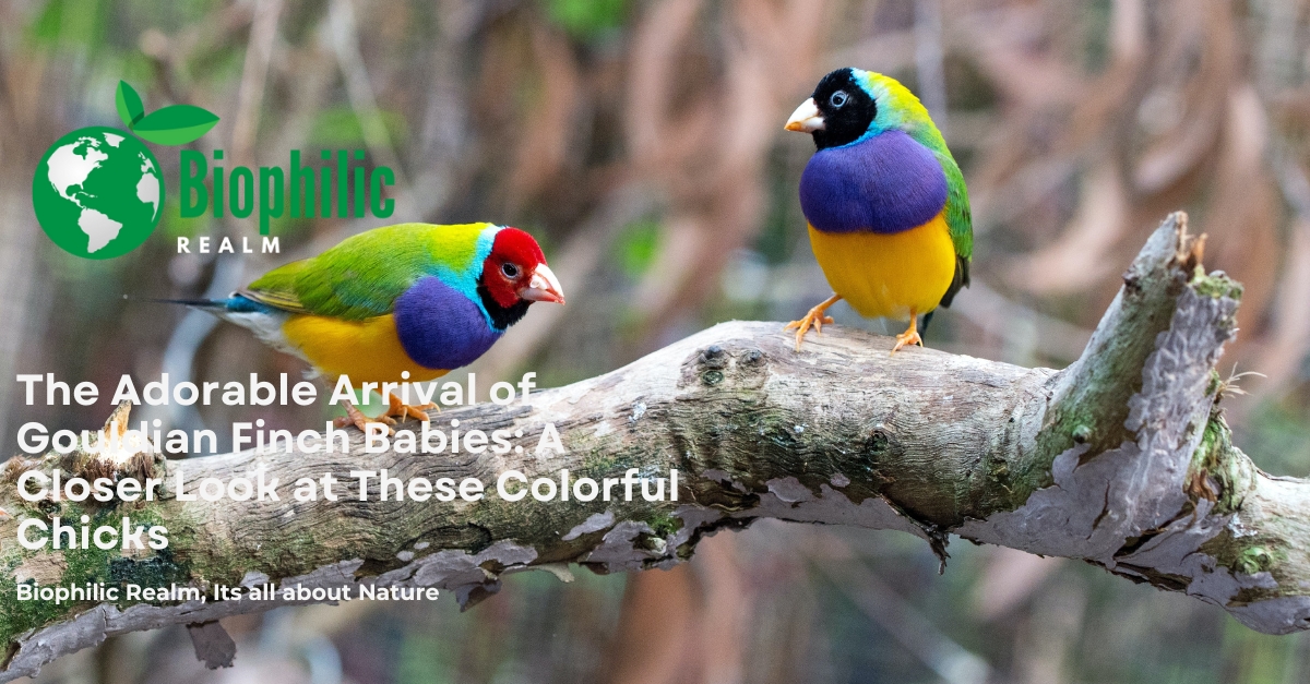 The Adorable Arrival of Gouldian Finch Babies: A Closer Look at These ...