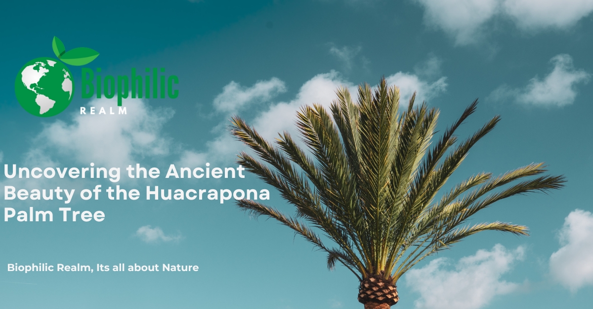 Uncovering the Ancient Beauty of the Huacrapona Palm Tree ...