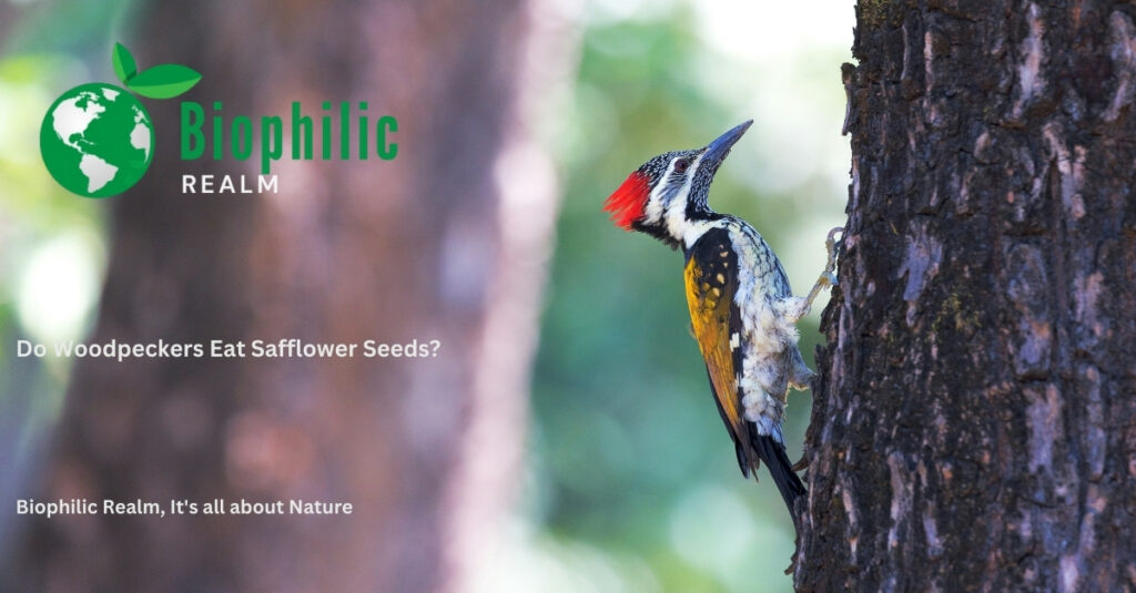 Do Woodpeckers Eat Safflower Seeds? - biophilicrealm.com
