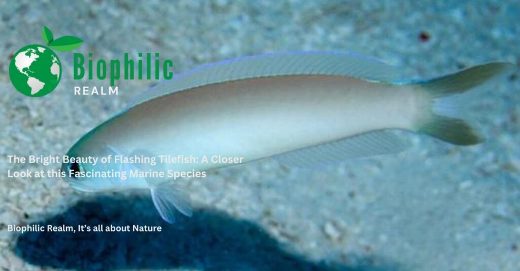 The Bright Beauty of Flashing Tilefish A Closer Look at this