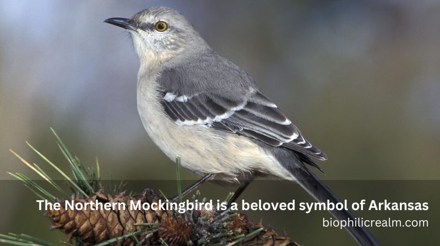 Arkansas State Bird: The Northern Mockingbird - biophilicrealm.com