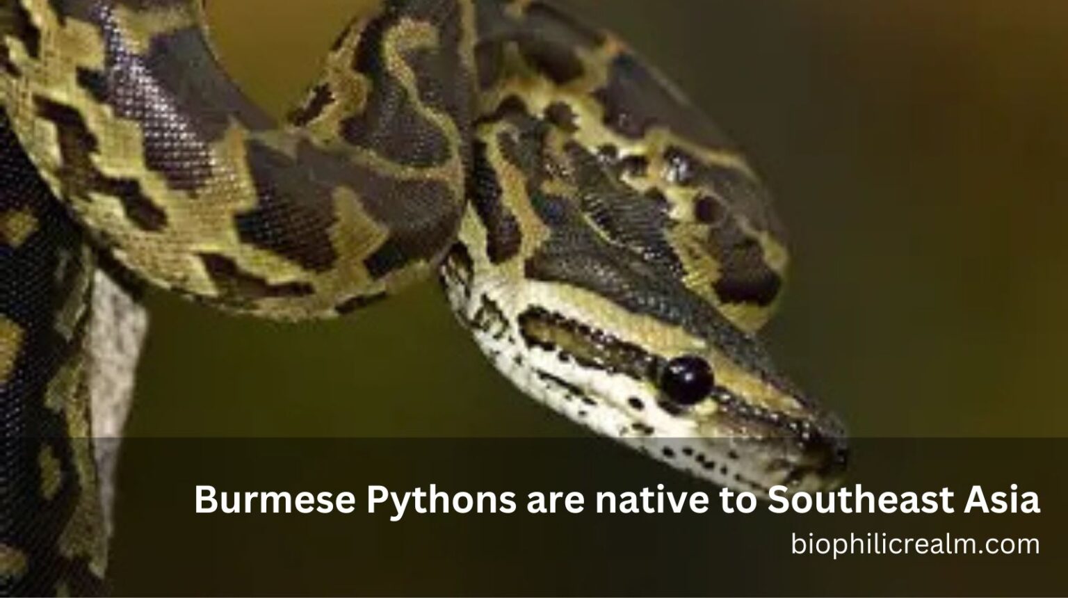 The Life Cycle of a Burmese Python - biophilicrealm.com