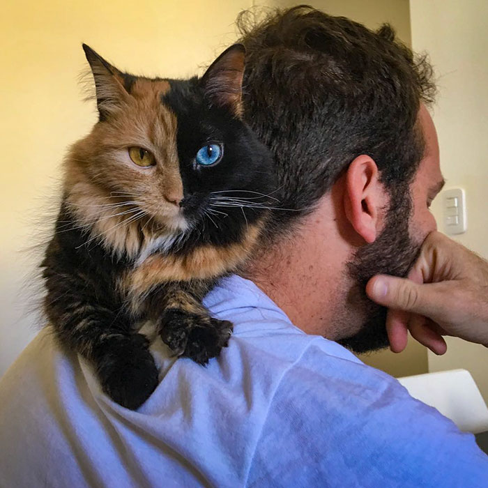 a cat on a man's shoulder