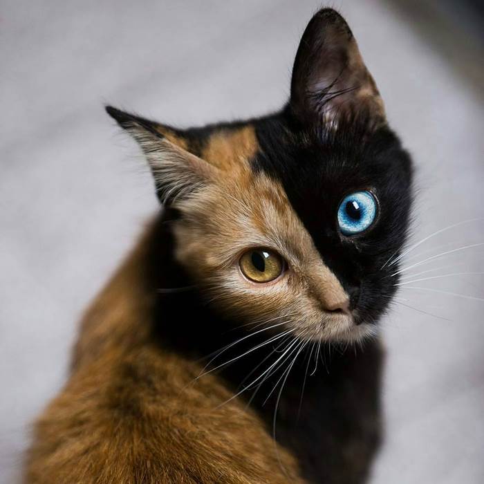 a cat with two colors of the same color