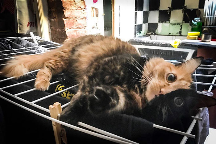 a cat lying on a clothes rack