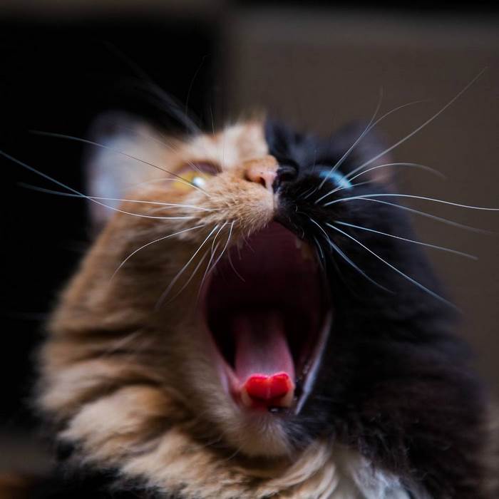 a cat with its mouth open