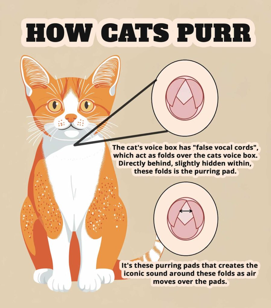 How Cats Purr