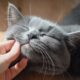 Why Do Cats Purr So Loud?