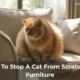How To Stop A Cat From Scratching Furniture
