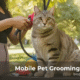 Mobile Pet Grooming For Cats