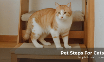 Pet Steps For Cats