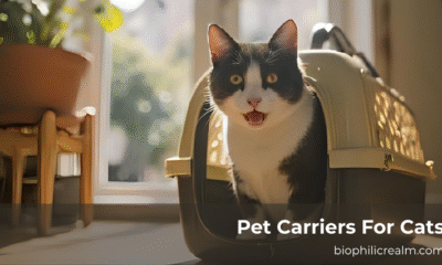 pet carriers for cats