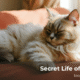 Secret Life of Pets cat