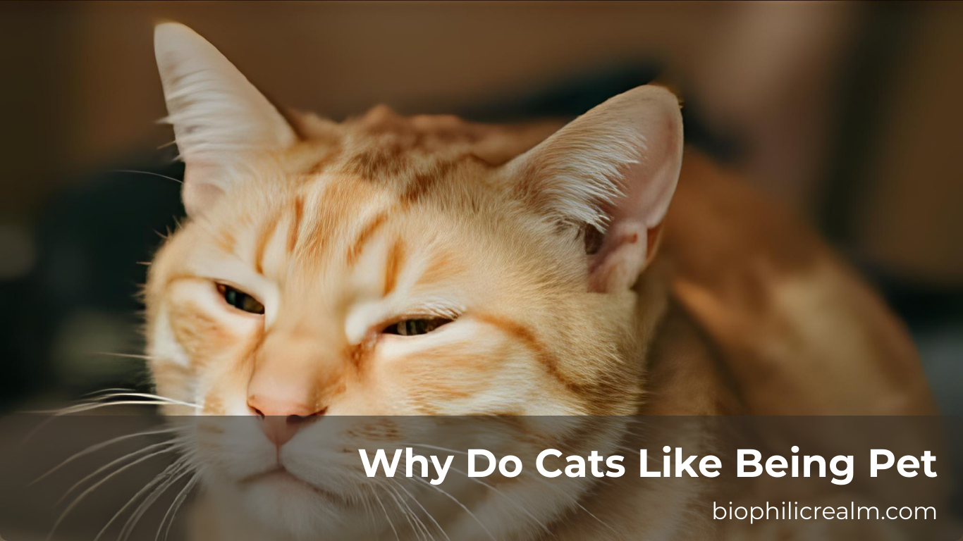 Why Do Cats Like Being Pet